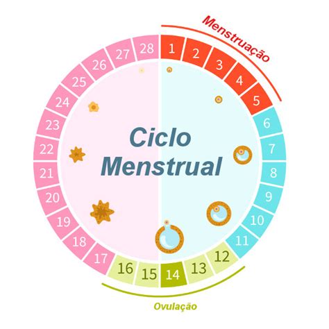 ciclo menstrual quantos dias-4